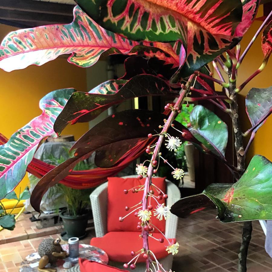 L'Ecomusee Creole De La Guadeloupe Sainte-Rose Luaran gambar
