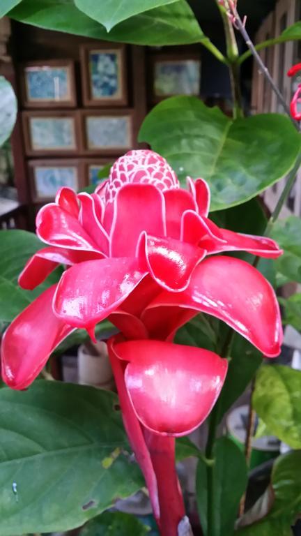 L'Ecomusee Creole De La Guadeloupe Sainte-Rose Bilik gambar