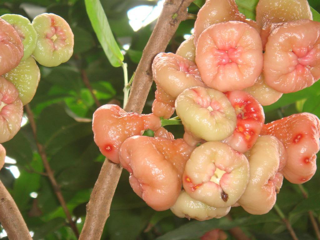 L'Ecomusee Creole De La Guadeloupe Sainte-Rose Luaran gambar