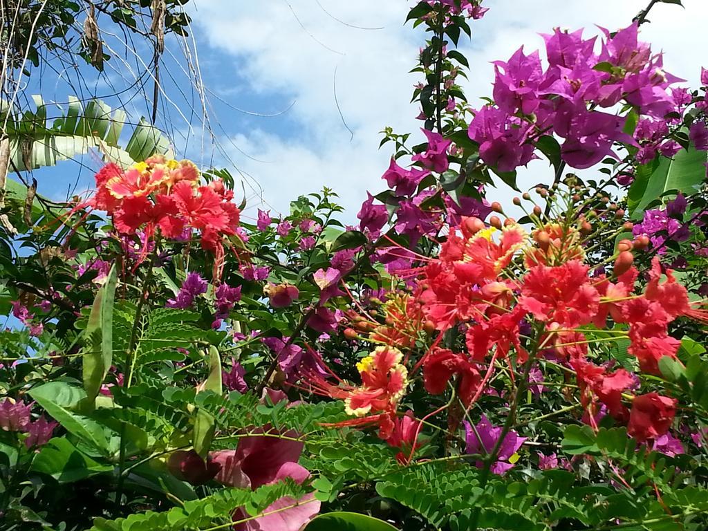 L'Ecomusee Creole De La Guadeloupe Sainte-Rose Luaran gambar