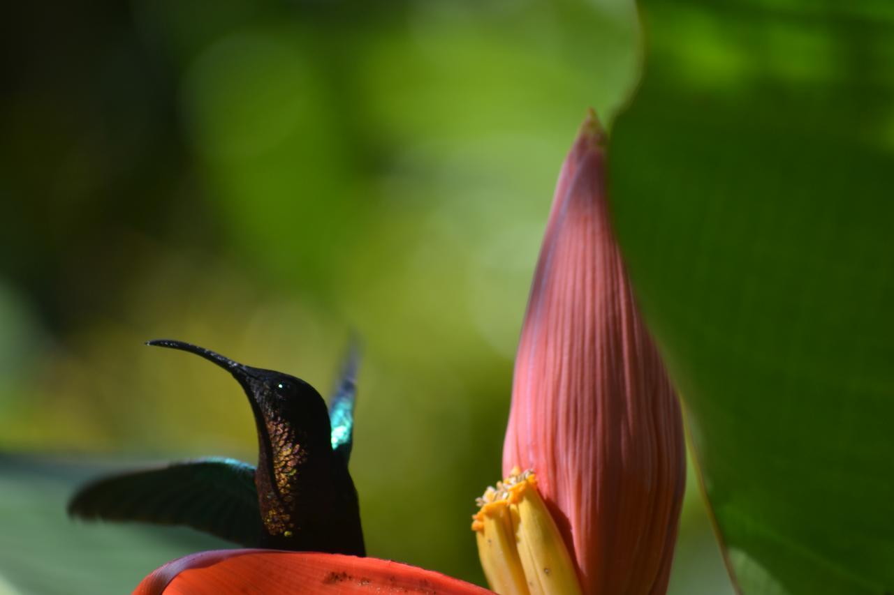 L'Ecomusee Creole De La Guadeloupe Sainte-Rose Luaran gambar