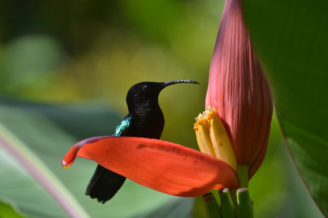 L'Ecomusee Creole De La Guadeloupe Sainte-Rose Luaran gambar