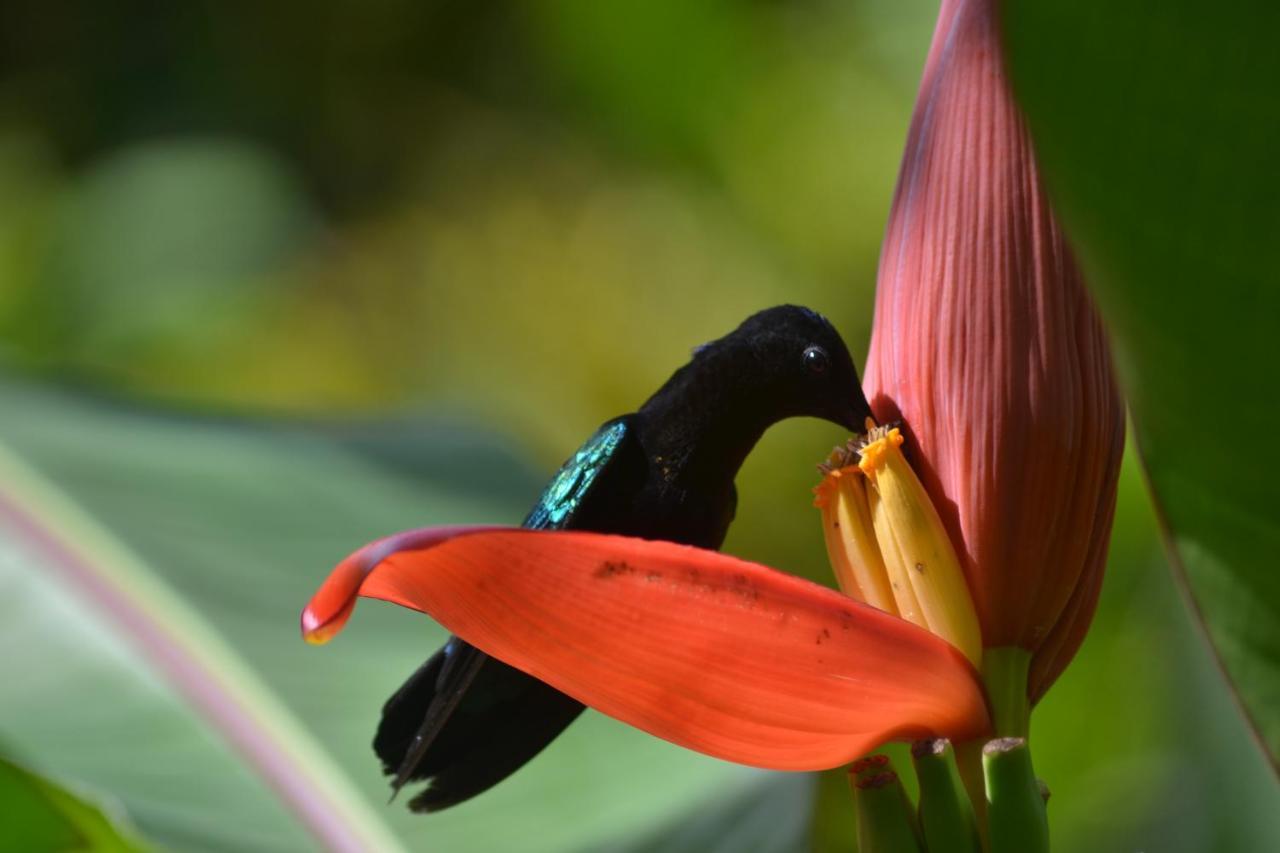 L'Ecomusee Creole De La Guadeloupe Sainte-Rose Luaran gambar